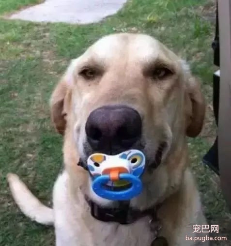 狗狗们送给主人的礼物有多奇葩，第7个直接看哭了-7.jpg