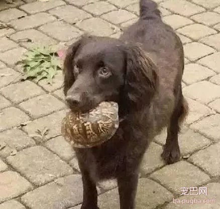 狗狗们送给主人的礼物有多奇葩，第7个直接看哭了-4.jpg