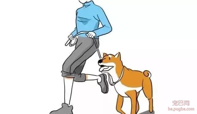 狗狗行为怪异，我们该怎么做-2.jpeg
