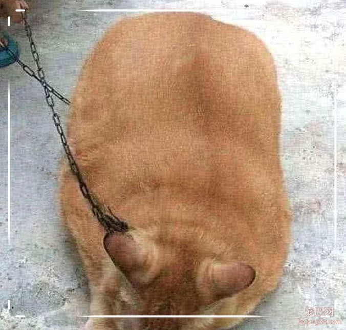 橘猫被当成狗养锁在后院，8年后打开院子一看，儿子当场傻了眼-1.jpeg
