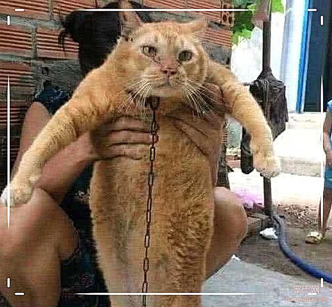 橘猫被当成狗养锁在后院，8年后打开院子一看，儿子当场傻了眼-2.jpeg