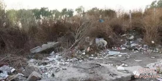 流浪狗妈妈靠吃垃圾，养活刚生下的宝宝，马上要下暴雨了怎么办啊？-4.jpeg