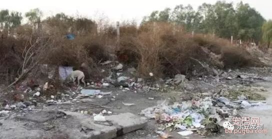 流浪狗妈妈靠吃垃圾，养活刚生下的宝宝，马上要下暴雨了怎么办啊？-2.jpeg