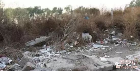 流浪狗妈妈靠吃垃圾，养活刚生下的宝宝，马上要下暴雨了怎么办啊？-9.jpeg