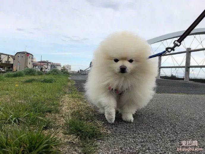 明明是一只乖萌小博美，可一遇到狂风，整个汪的气质都变了...-1.jpeg