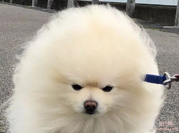 明明是一只乖萌小博美，可一遇到狂风，整个汪的气质都变了...-2.jpeg