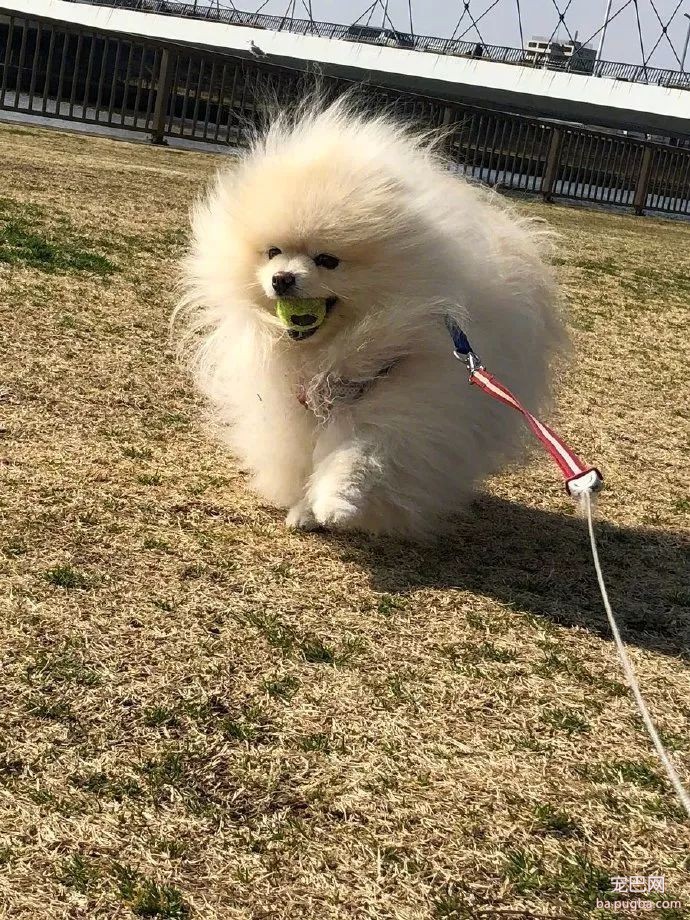 明明是一只乖萌小博美，可一遇到狂风，整个汪的气质都变了...-6.jpeg