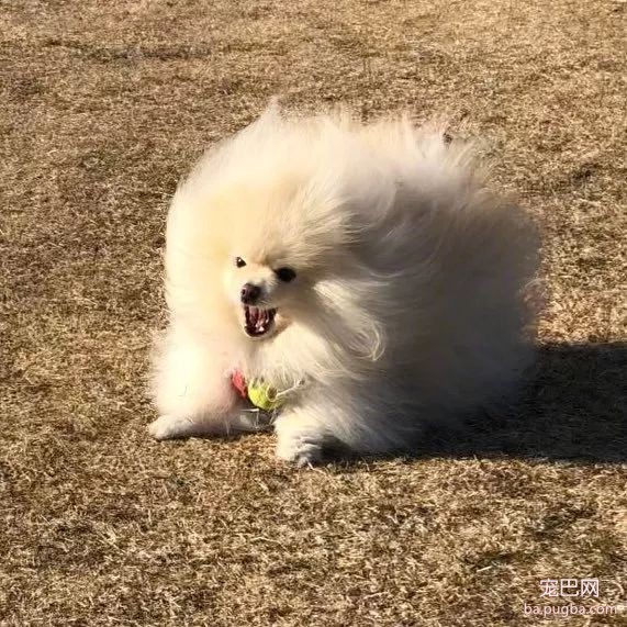 明明是一只乖萌小博美，可一遇到狂风，整个汪的气质都变了...-7.jpeg