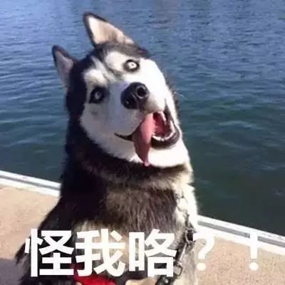 养狗后，我们都变成了骗子，那就这样骗下去吧。-6.jpeg