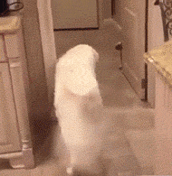 养狗后，我们都变成了骗子，那就这样骗下去吧。-9.gif
