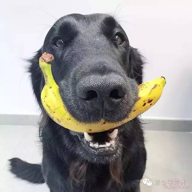 黑色的金毛犬？你见过没？-1.jpeg