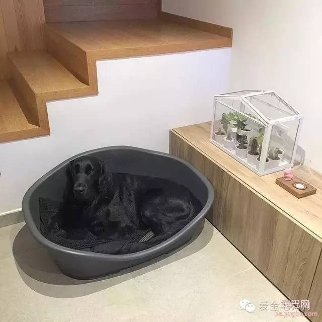 黑色的金毛犬？你见过没？-4.jpeg