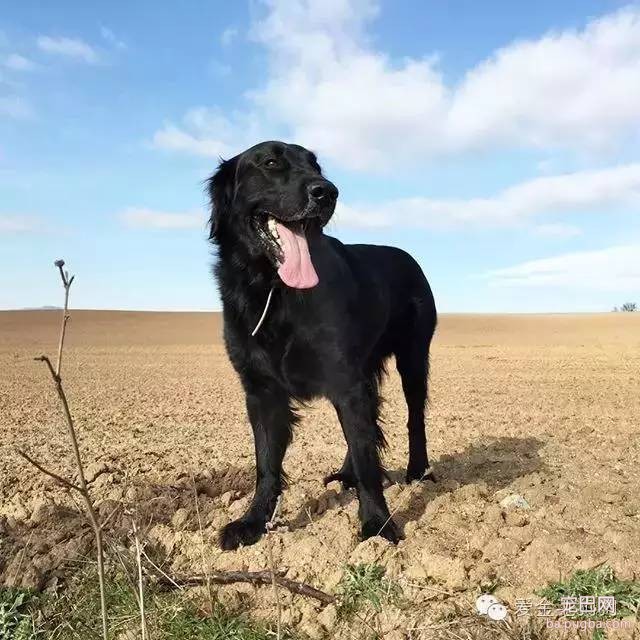 黑色的金毛犬？你见过没？-2.jpeg