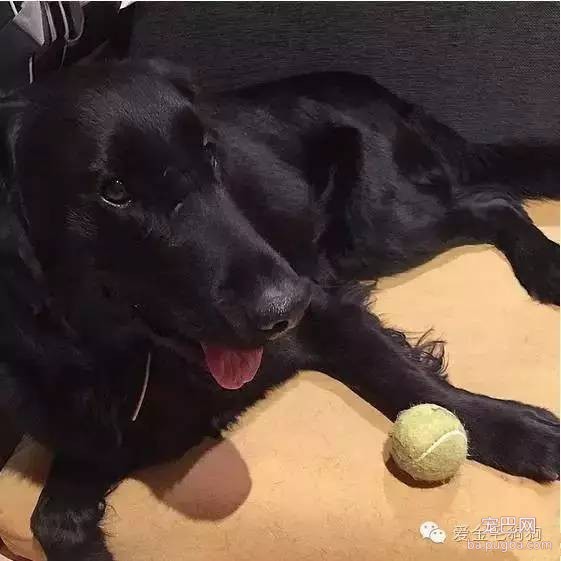 黑色的金毛犬？你见过没？-5.jpeg