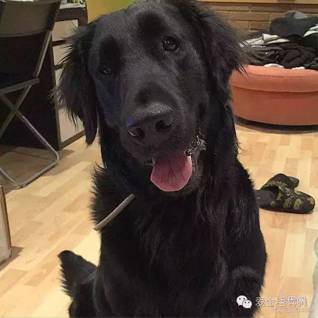 黑色的金毛犬？你见过没？-3.jpeg