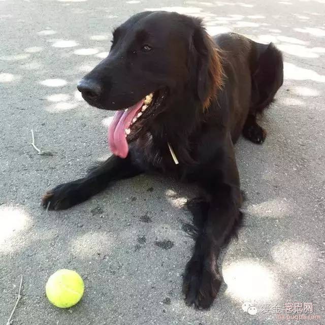 黑色的金毛犬？你见过没？-6.jpeg