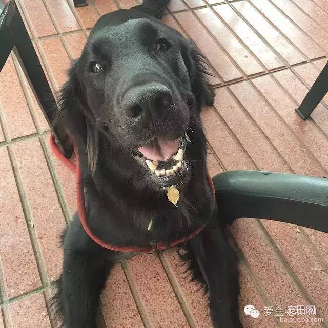 黑色的金毛犬？你见过没？-9.jpeg