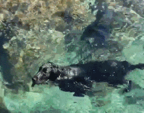 黑色的金毛犬？你见过没？-8.gif