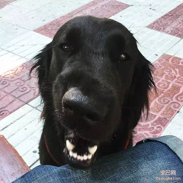 黑色的金毛犬？你见过没？-11.jpeg