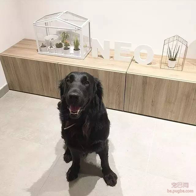 黑色的金毛犬？你见过没？-10.jpeg