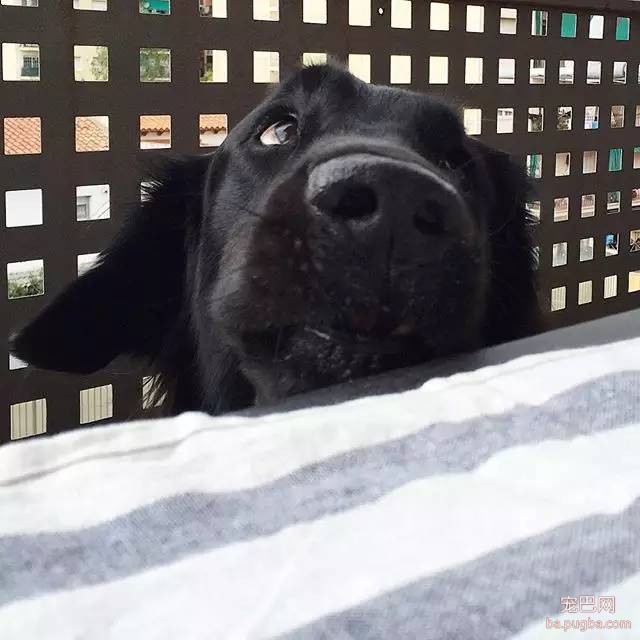 黑色的金毛犬？你见过没？-12.jpeg