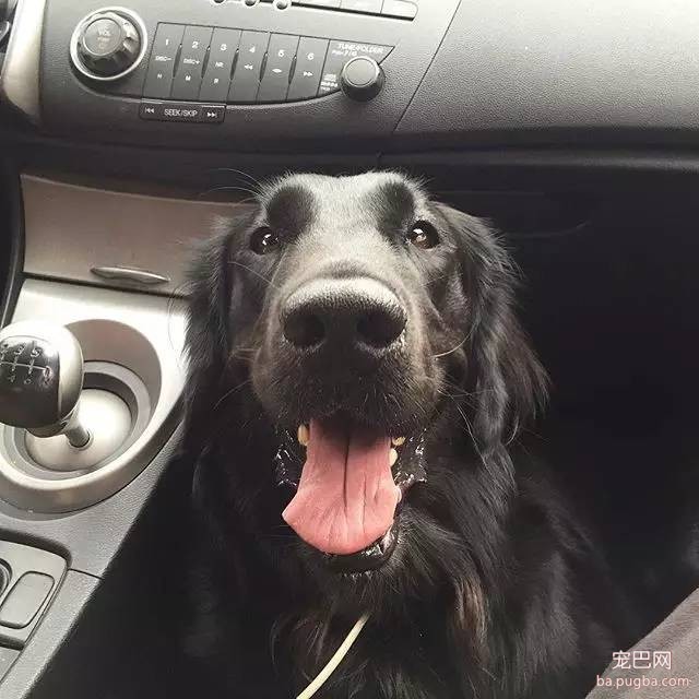 黑色的金毛犬？你见过没？-16.jpeg