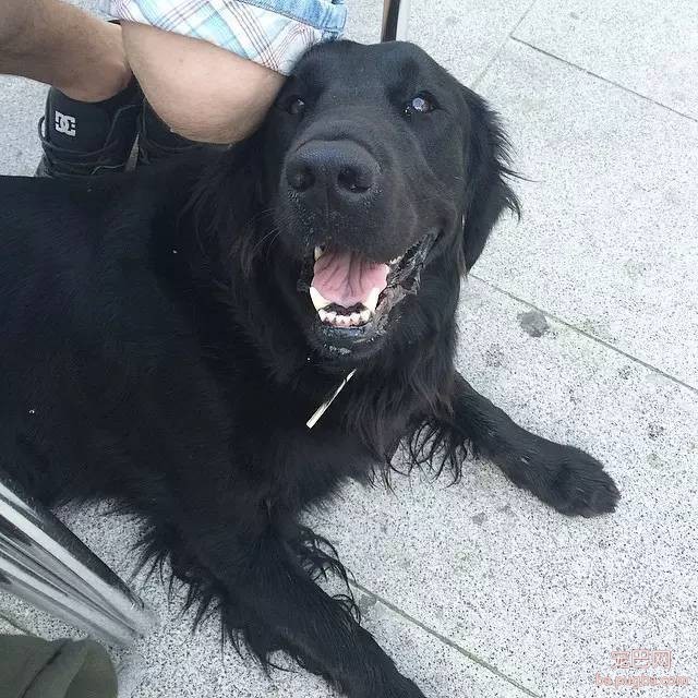 黑色的金毛犬？你见过没？-18.jpeg
