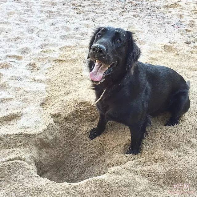 黑色的金毛犬？你见过没？-19.jpeg