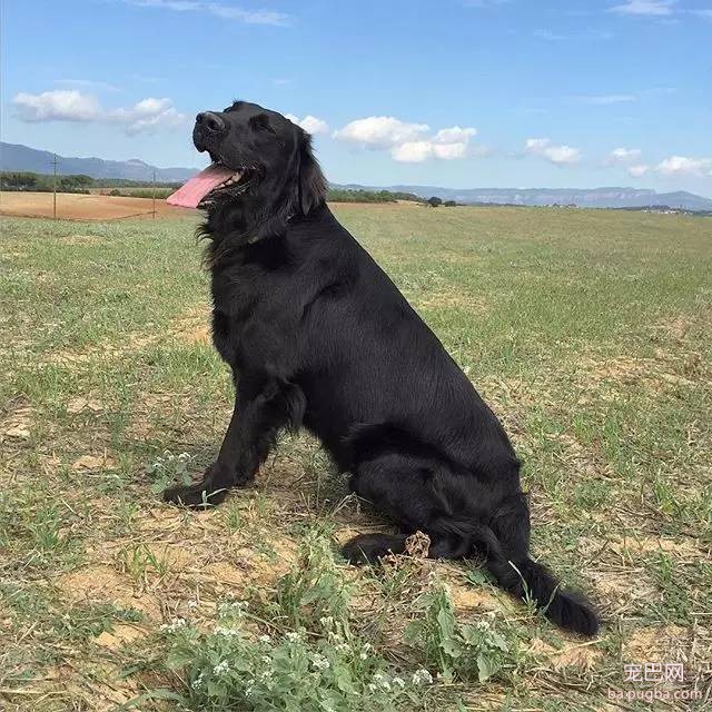 黑色的金毛犬？你见过没？-15.jpeg