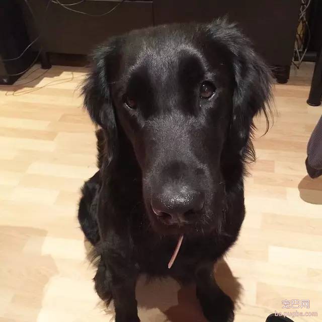 黑色的金毛犬？你见过没？-17.jpeg