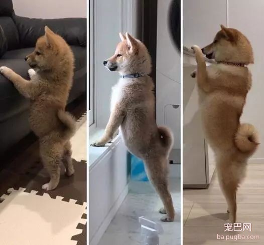 养狗千万别眨眼，因为你根本不知道它们长多快！-17.jpeg