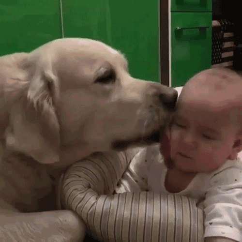 养犬知识小测验，你能打多少分？-1.gif