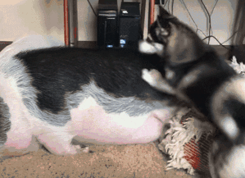 养犬知识小测验，你能打多少分？-2.gif