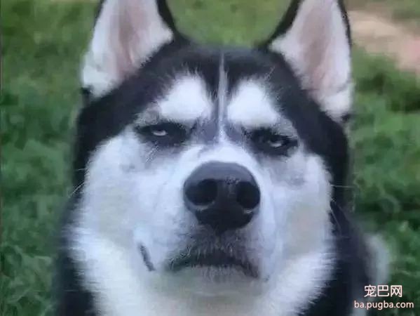 养犬知识小测验，你能打多少分？-7.jpeg