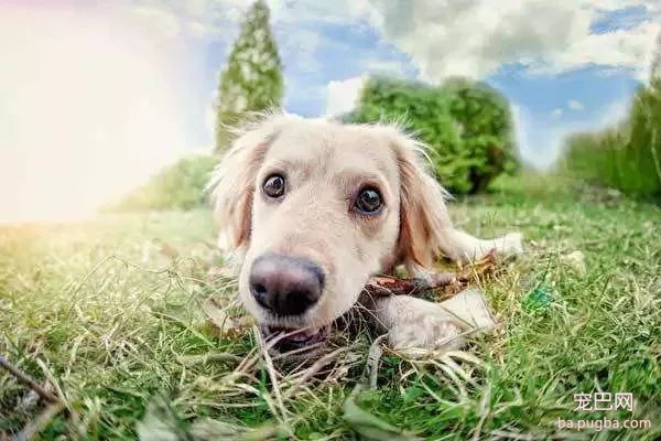 养犬知识小测验，你能打多少分？-8.jpeg