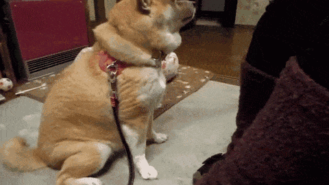 养犬知识小测验，你能打多少分？-6.gif