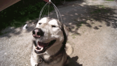 养犬知识小测验，你能打多少分？-9.gif