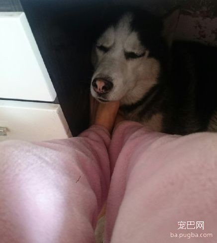 养儿防老，养狗暖脚：一到冬天，大家都羡慕我养狗了！-6.jpeg