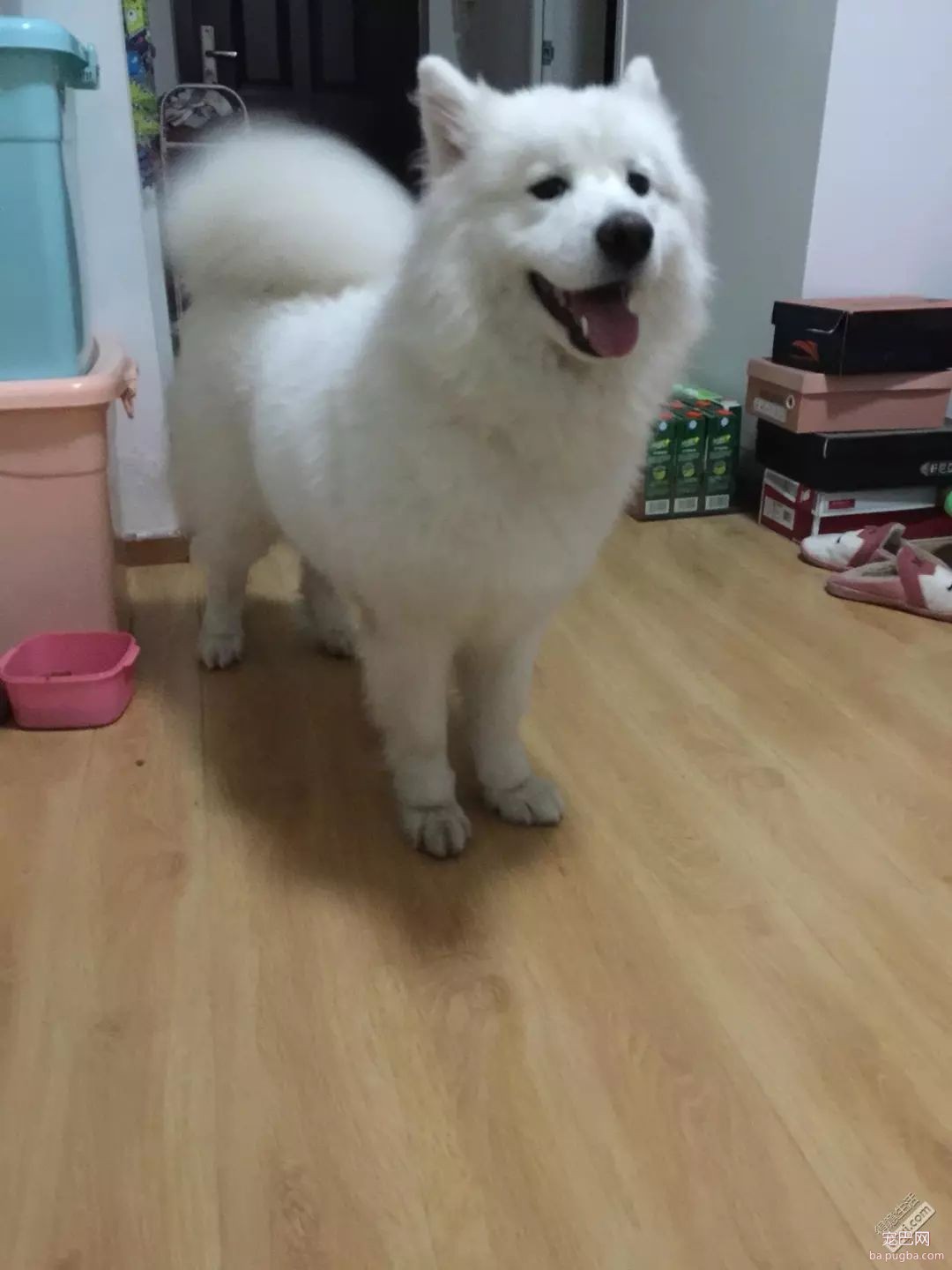 养儿防老，养狗暖脚：一到冬天，大家都羡慕我养狗了！-8.jpeg