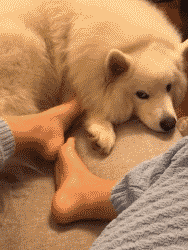养儿防老，养狗暖脚：一到冬天，大家都羡慕我养狗了！-13.gif
