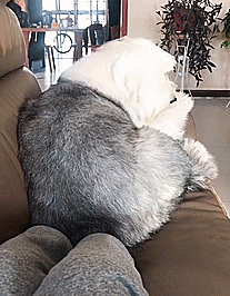 养儿防老，养狗暖脚：一到冬天，大家都羡慕我养狗了！-15.gif