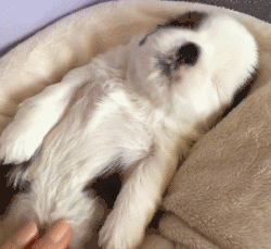 养儿防老，养狗暖脚：一到冬天，大家都羡慕我养狗了！-18.gif