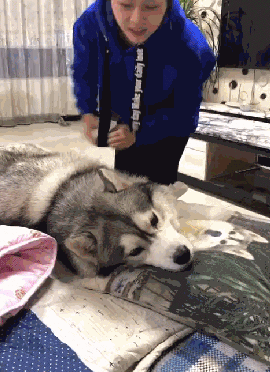 养儿防老，养狗暖脚：一到冬天，大家都羡慕我养狗了！-20.gif