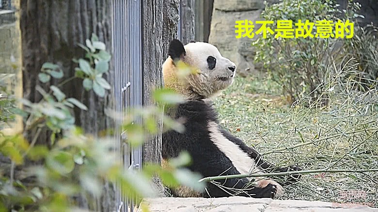 为啥大熊猫伤人后，反倒自己不吃不喝？饲养员一语道出真相-4.jpeg