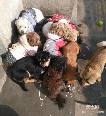 被主人虐待9年的狗妈妈“虎子“和它的孩子，现在怎么样了？-13.jpeg