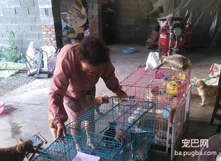 被主人虐待9年的狗妈妈“虎子“和它的孩子，现在怎么样了？-14.jpeg
