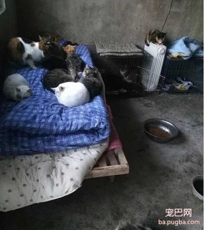 被主人虐待9年的狗妈妈“虎子“和它的孩子，现在怎么样了？-6.jpeg