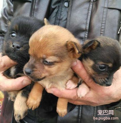 被主人虐待9年的狗妈妈“虎子“和它的孩子，现在怎么样了？-8.jpeg