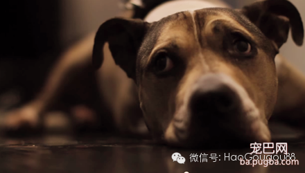 安乐死之前的最后5小时，看一次哭一次！-2.png