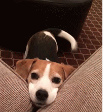 你距离真正的繁殖，差的可不只是钱-2.gif